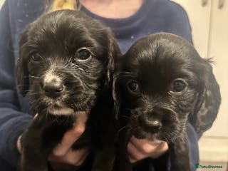 Cocker Spaniel dogs Superb Working Cocker Spaniel puppies - Advert 2