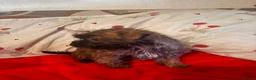 Yorkiepoo dogs for sale: 🐾 Yorkiepoo Puppies For Sale 🐾 - Advert 9