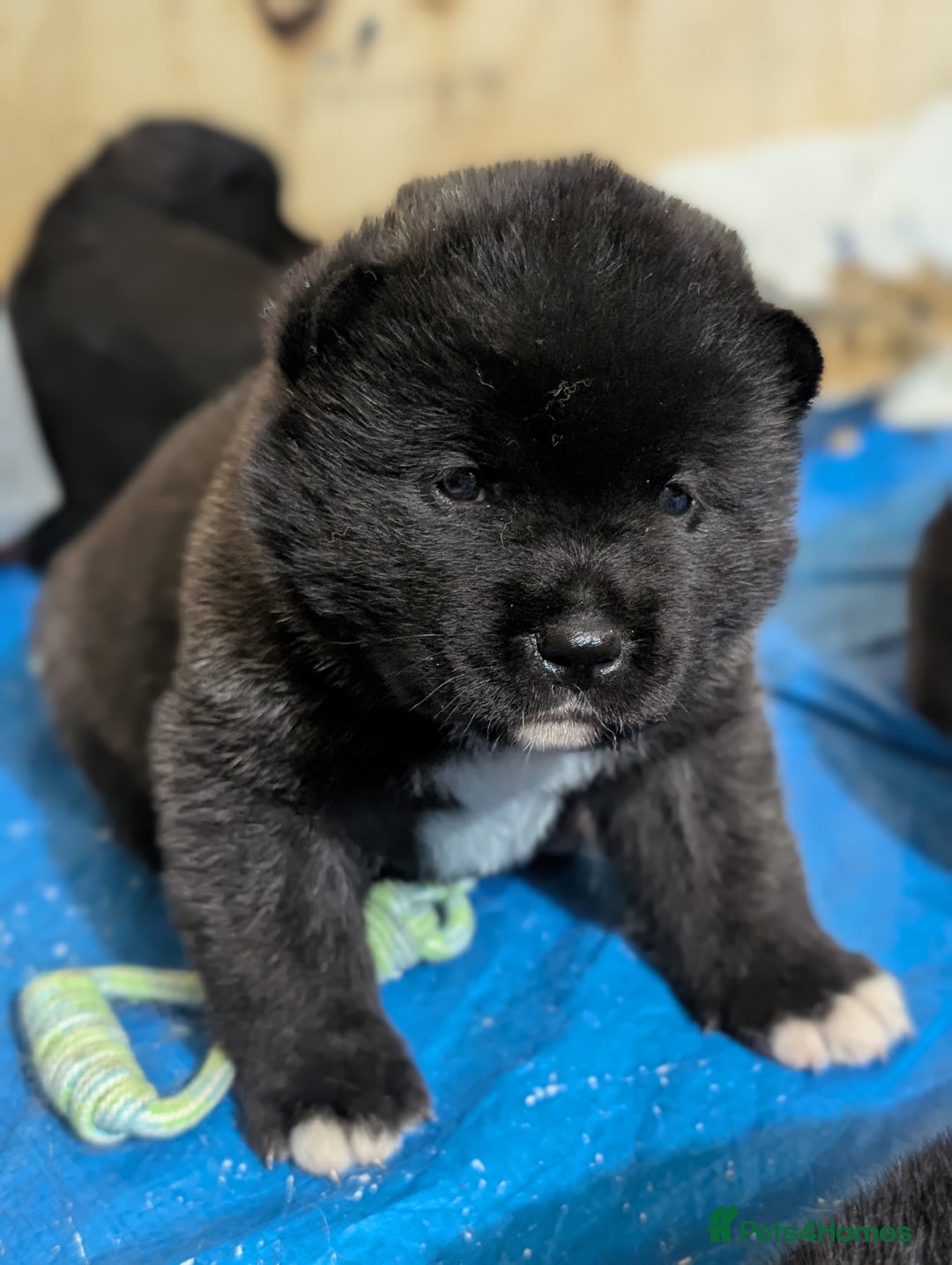 Akita dogs for sale: European Champions Bloodline American Akita's  - Advert 16