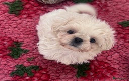 Shih Tzu dogs for sale: Creams shihtzus 5* puppies  - Advert 1