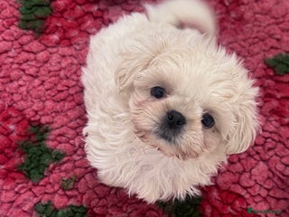 Shih Tzu dogs Creams shihtzus 5* puppies - Advert 17