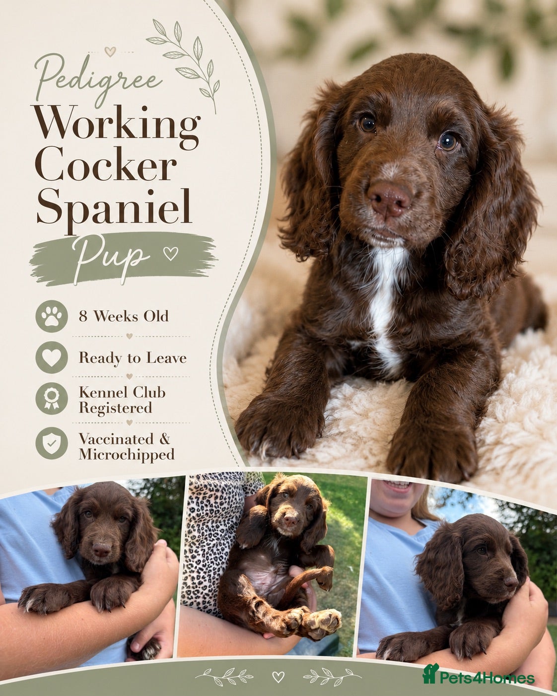 Cocker Spaniel dogs 1 left, READY NOW. Working Cocker spaniels - Advert 5