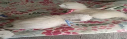 Ragdoll cats for sale: 💖 Beautiful Ragdoll kittens for Sale 💖 - Advert 17