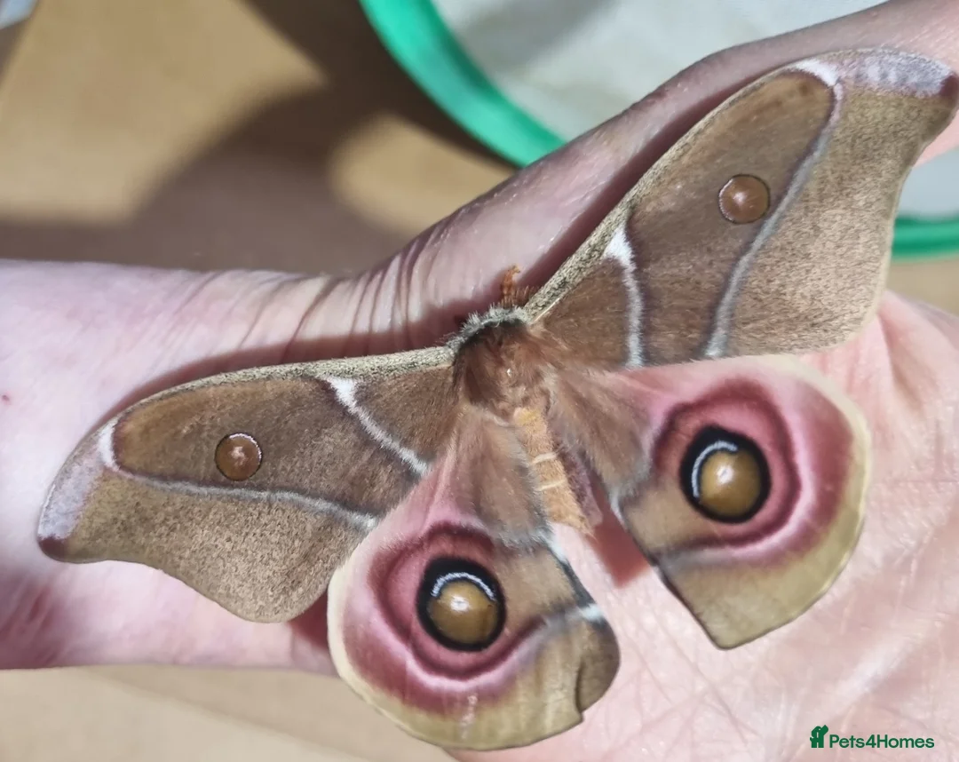 Millipedes invertebrates for sale: Invertebrates Available. - Advert 4