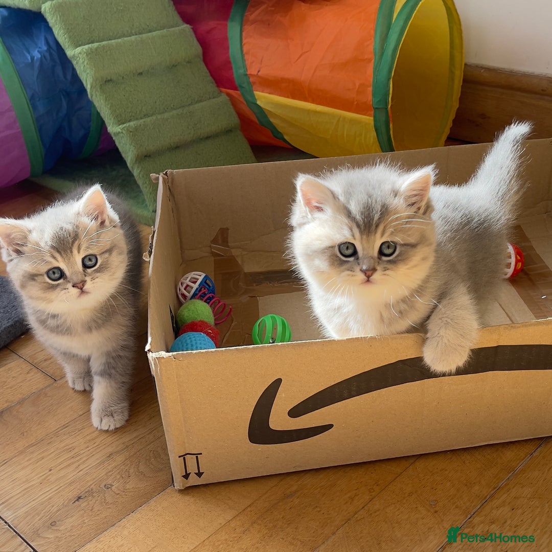 British Shorthair cats for sale: 3 GCCF British Shorthair Kittens– Champion Lines - Image 7