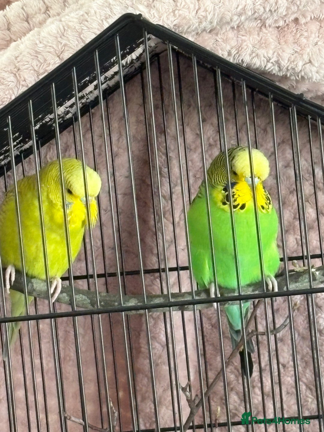 Budgerigars birds for sale: Male and female Budgies (unsure of exact age)? - Image 3