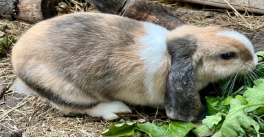 Mini Lop rabbits in Leatherhead - Advert 1
