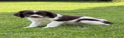 English Springer Spaniel dogs for sale: Very Well Bred Male Springer Spaniels - Advert 12