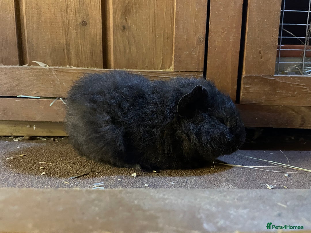 Guinea Pig rodents for sale: Pure breed baby guineapig boys - Image 3