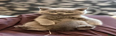 British Shorthair 2