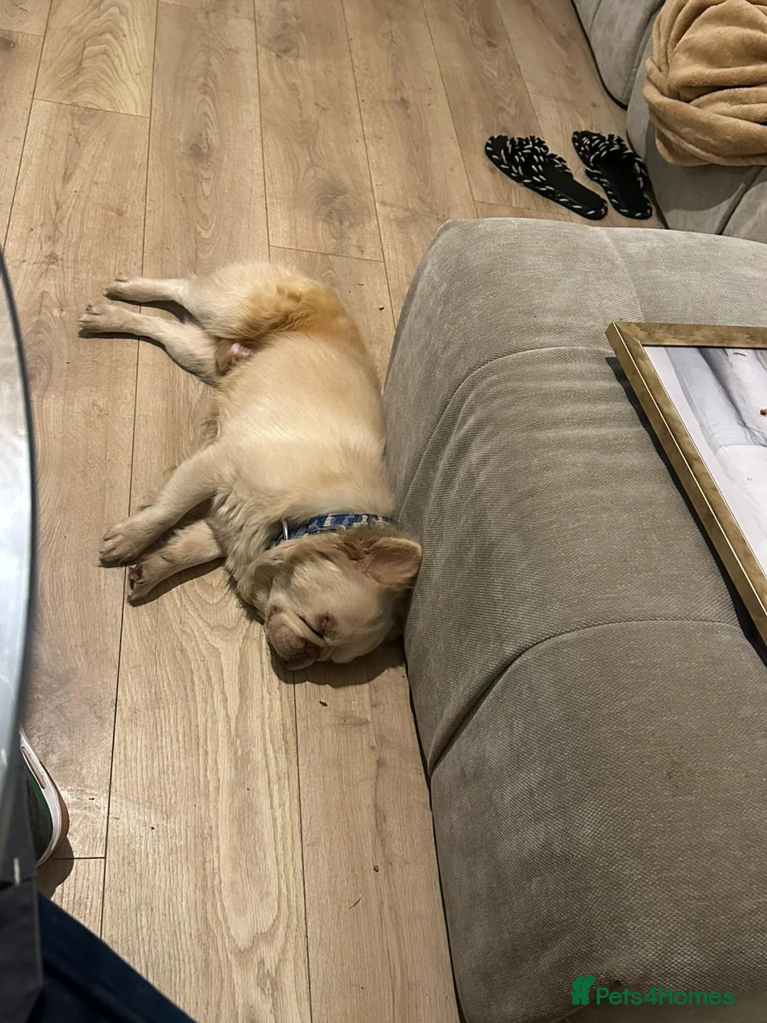French Bulldog dogs for sale: Fluffy French Bulldog  - Advert 3