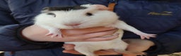 Guinea Pig rodents for sale: Guinea pigs for sale  - Advert 21