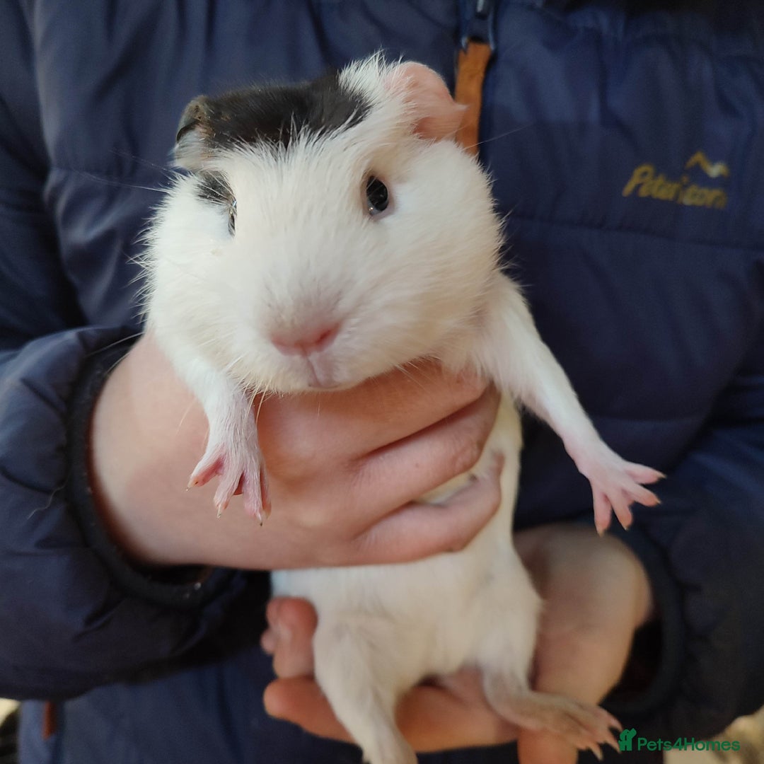 Guinea Pig rodents for sale: Guinea pigs for sale  - Advert 21