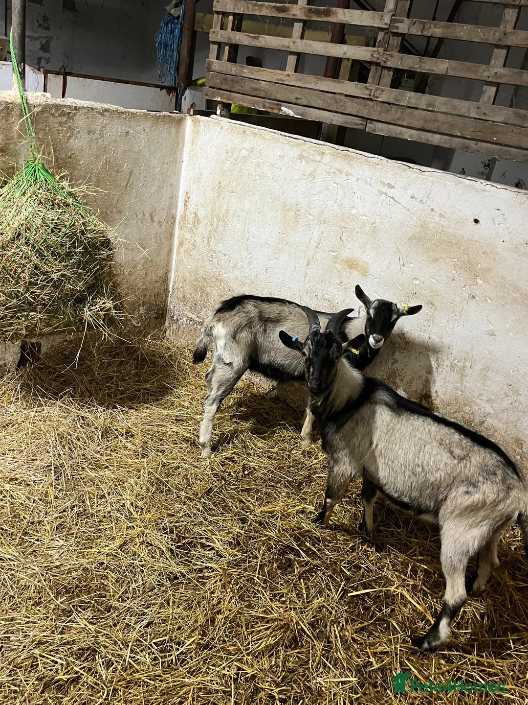 Goats livestock for sale: old english billy goats  - Advert 5