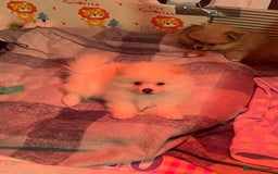 Pomeranian dogs for sale: Beautiful Pomerian Boy  - Image 22