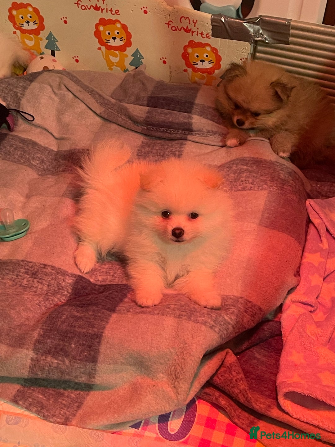 Pomeranian dogs for sale: Beautiful Pomerian Boy  - Image 22
