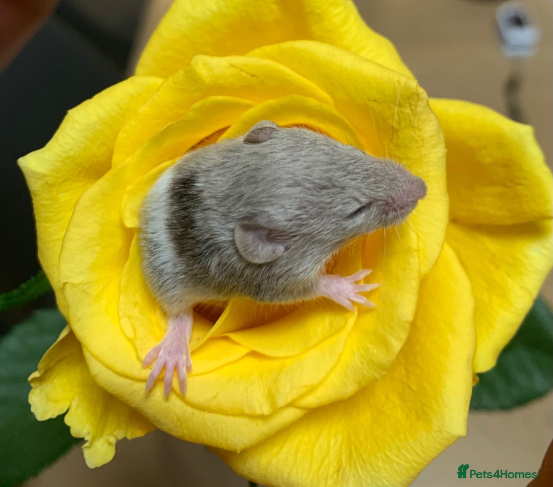 Mouse rodents for sale: Friendly fancy mice - Advert 7