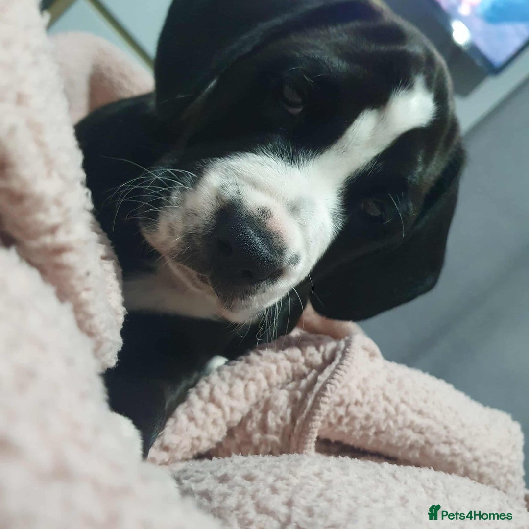 Mixed Breed dogs for sale: 11 week old pup for sale  - Advert 4