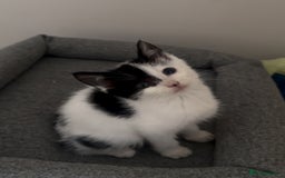 Mixed Breed cats for sale: Last kitty for sale!  - Advert 30