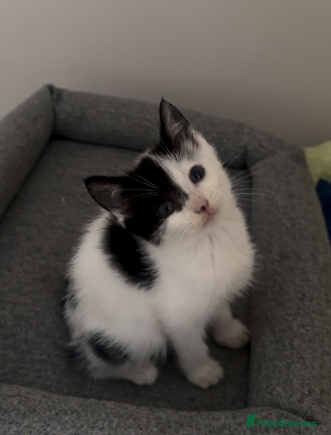 Mixed Breed cats for sale: Last kitty for sale!  - Advert 30