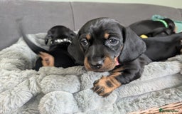 Dachshund dogs for sale: 🐾5 Beautiful Standard Dachshunds 🐾 - Image 4