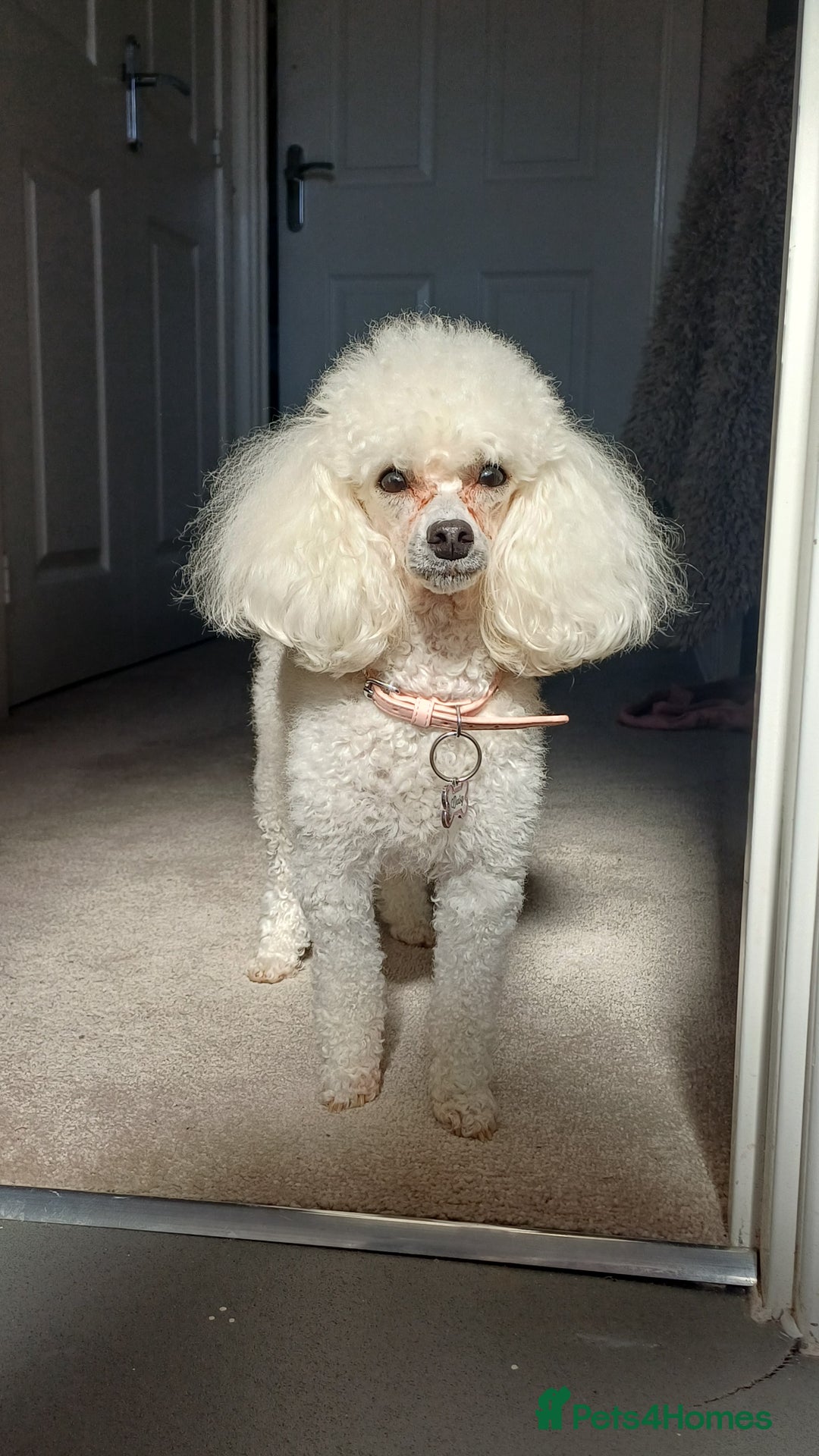 Toy Poodle dogs for sale: Female toy poodles chocolate & apricot  - Advert 8