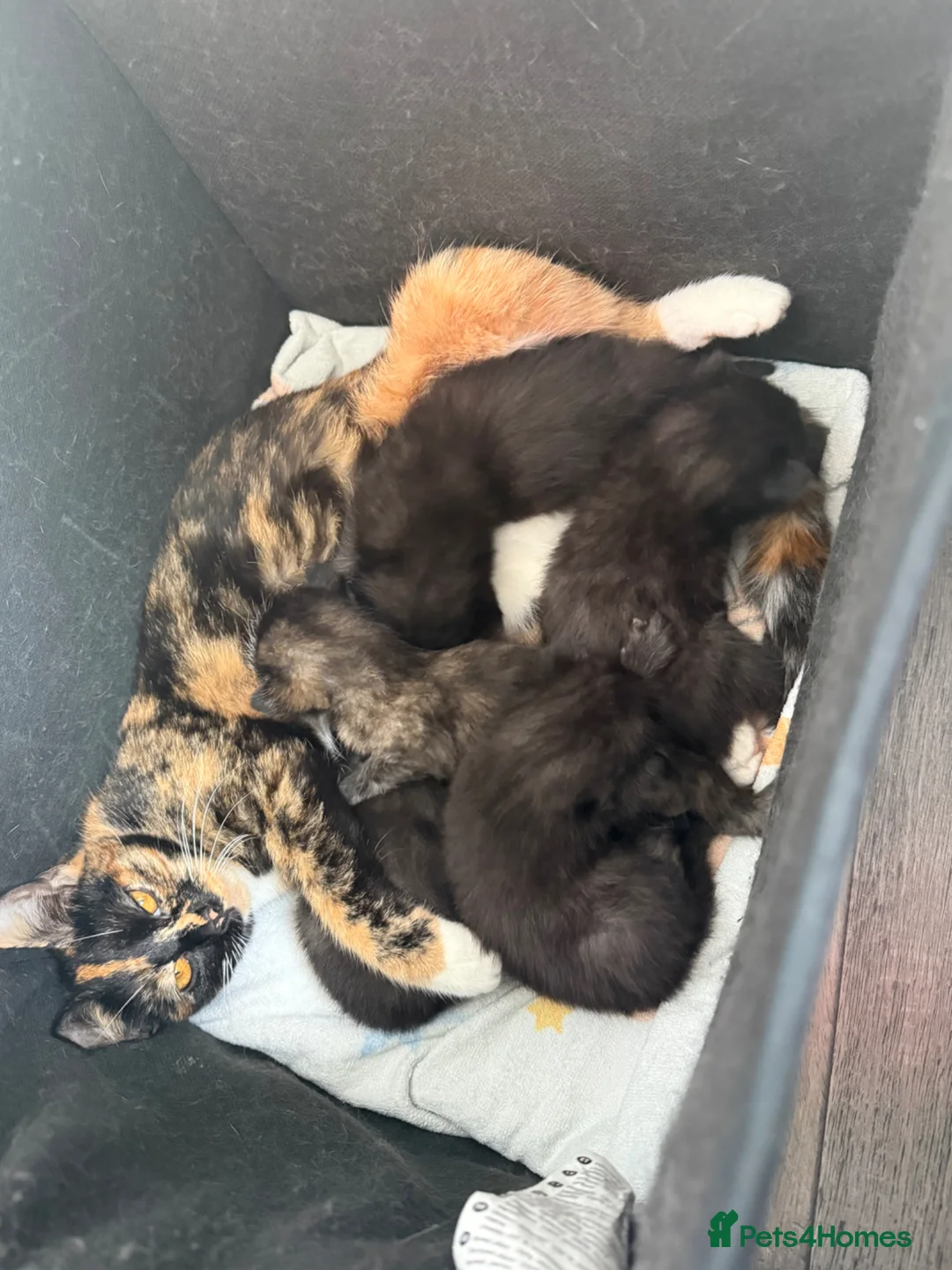 Mixed Breed cats for sale: 3 Kittens looking for homes! in Ilkeston - Advert 2