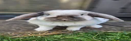 Dwarf Lop rabbits for sale: Floofy loaf in Mansfield - Advert 2