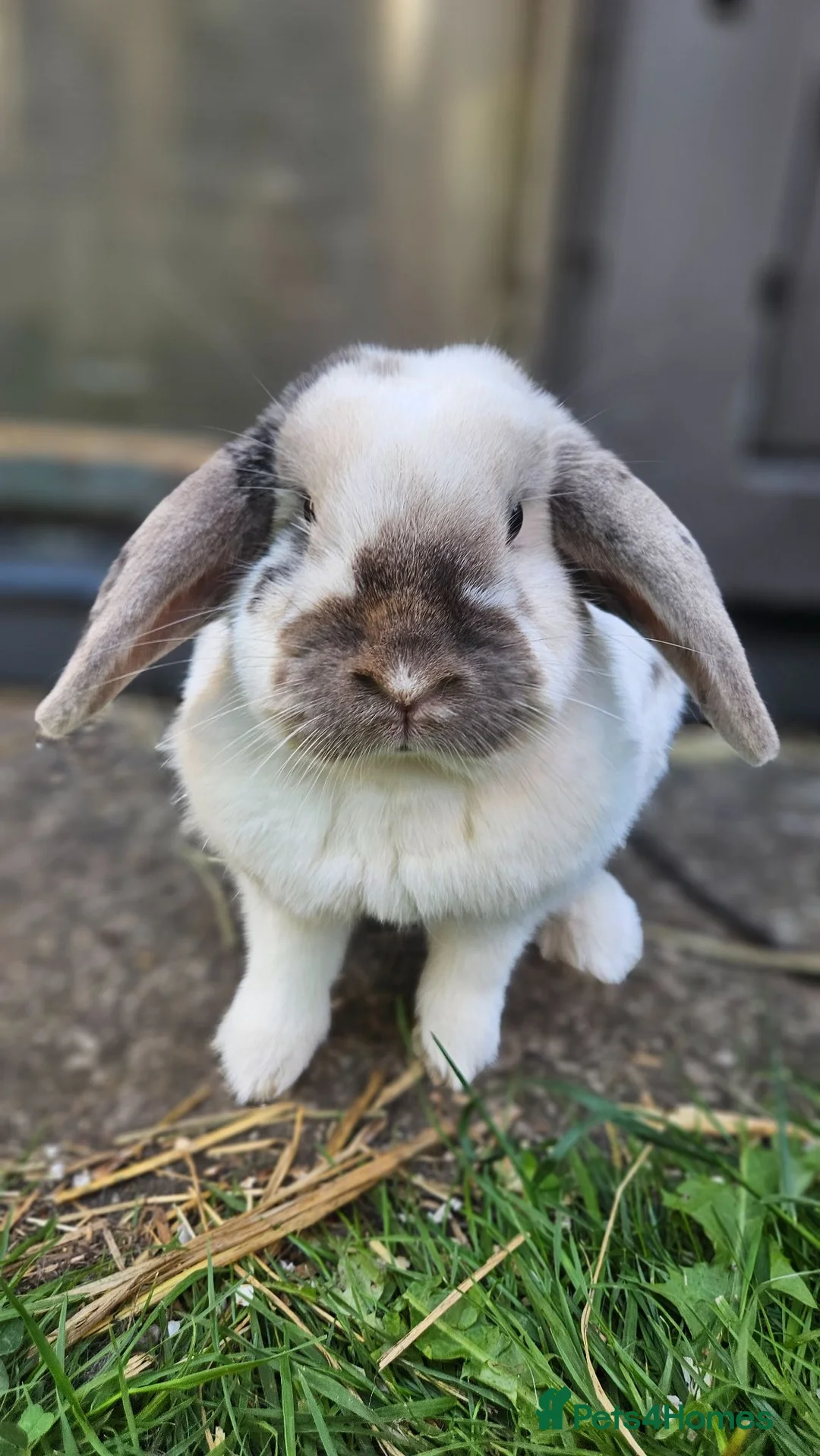 Dwarf Lop rabbits for sale: Floofy loaf in Mansfield - Advert 2