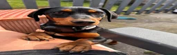 Dachshund dogs for sale: Dachsund bitch 10 Months old in Bath - Advert 5
