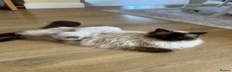 Ragdoll cats for sale: Beautiful Boy Ragdoll Kittens For Sale - Advert 4