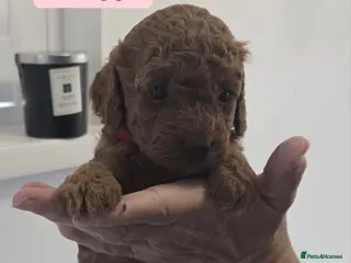 Cavapoo dogs Beautiful F1B Cavapoo Puppies - Advert 2
