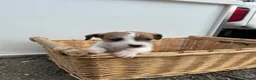 Jack Russell dogs for sale: Jack Russel puppies - Advert 3