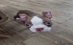 Boston Terrier dogs for sale: Boston Terrier pups - Image 27
