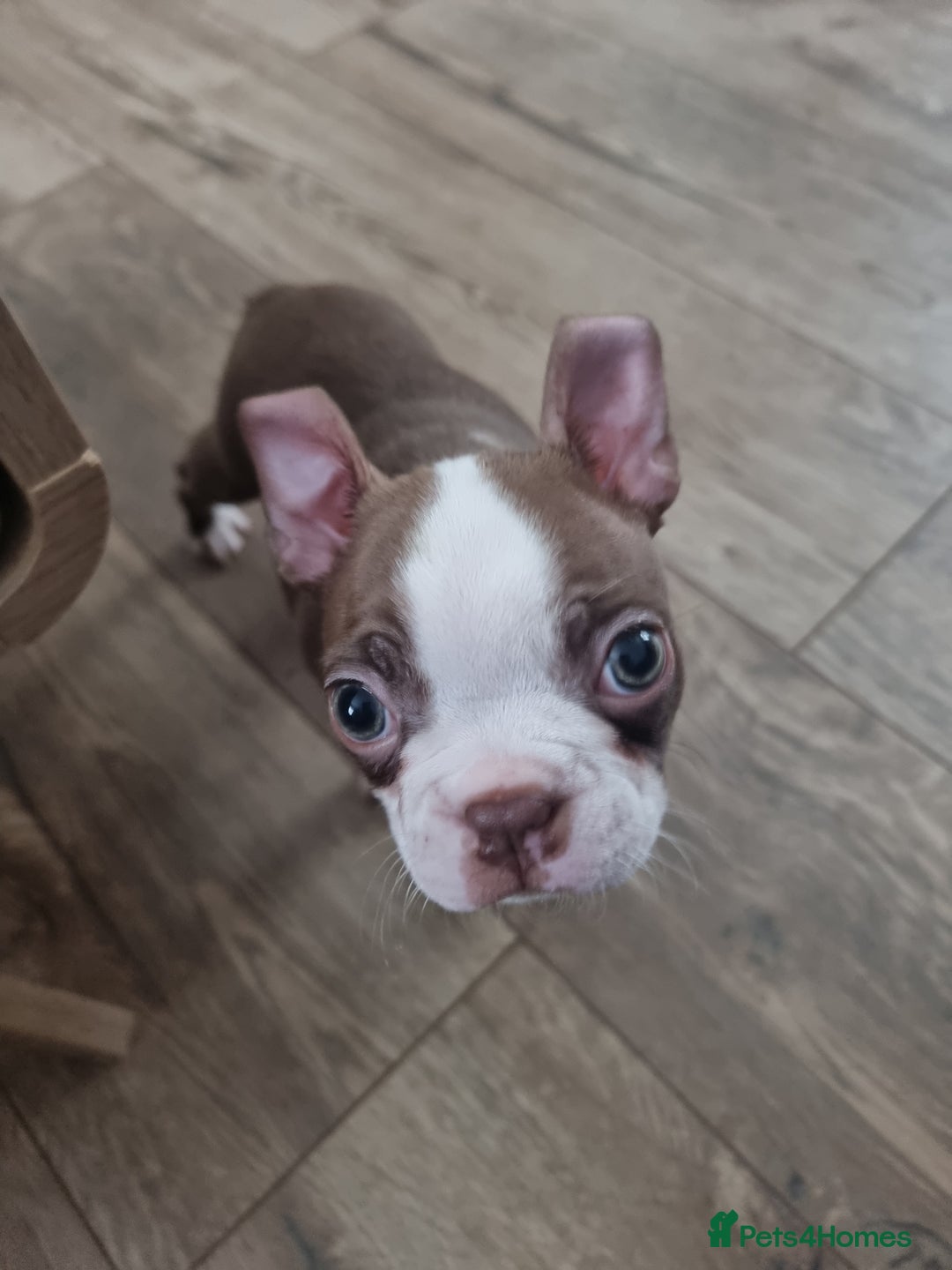 Boston Terrier dogs for sale: Boston Terrier pups - Image 27