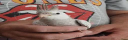 Cockatiels birds for sale: Hand Reared Cockatiels  - Advert 6