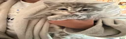 Mixed Breed cats for sale: 🐾 5 Gorgeous, Playful Kittens 🐾 - Advert 4