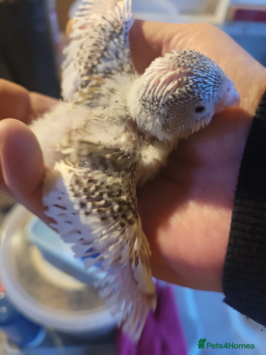 Budgerigars birds for sale: Baby Budgies (no offers) - Advert 17