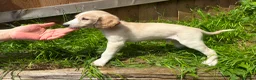 Saluki dogs for sale: Beautiful Saluki pups from champion lines - Advert 6
