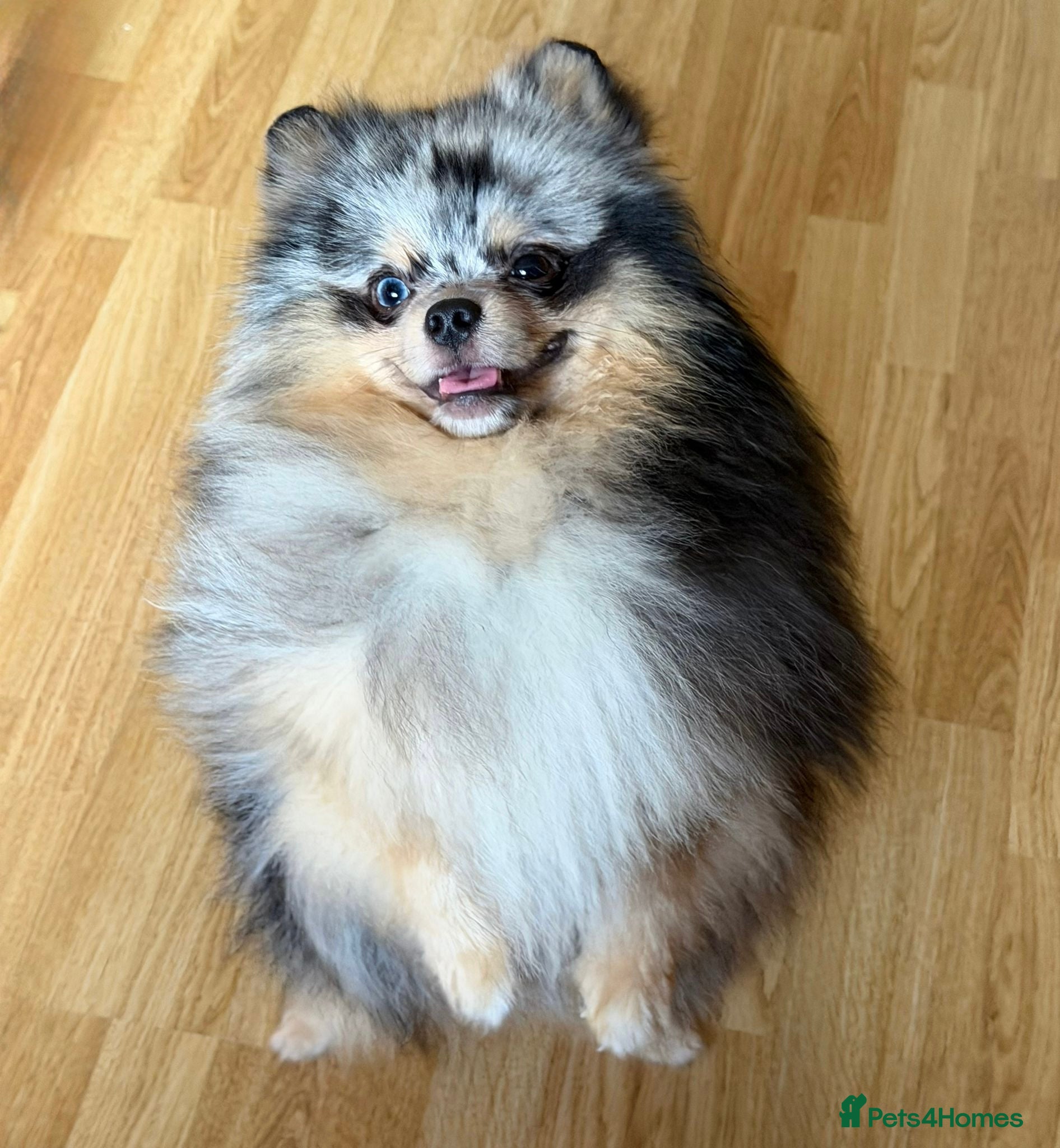 Pomeranian dogs  Adult merle Pomeranians reduced 🌈 - Advert 2