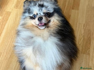Pomeranian dogs Adult merle Pomeranians reduced 🌈 - Advert 2