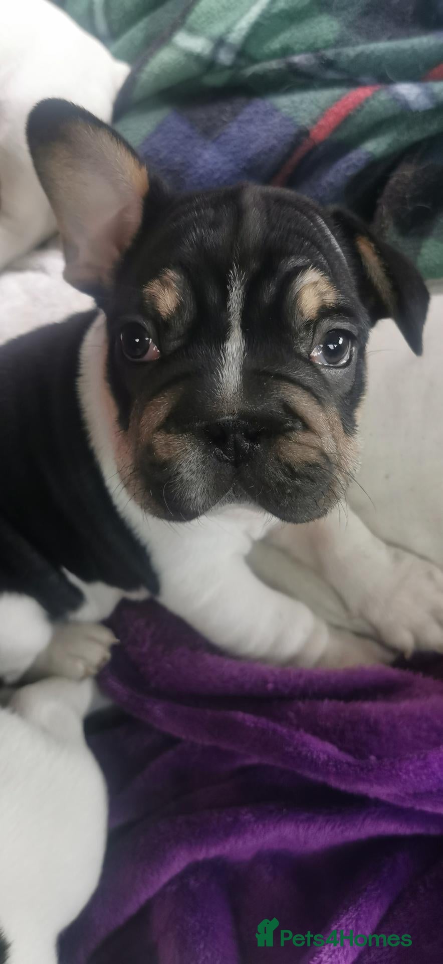 French Bulldog dogs Frenchbulldog Tricolour Puppy Luigi - Advert 16