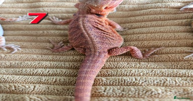 Bearded Dragon reptiles - Advert 1