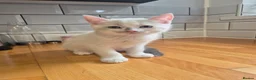 Mixed Breed cats for sale: British Shorthair / Mixed Breed - Advert 7