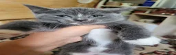 Mixed Breed cats for sale: Kitten 4 - Advert 2