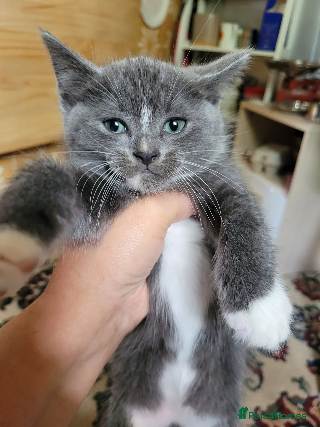 Mixed Breed cats for sale: Kitten 4 - Advert 2