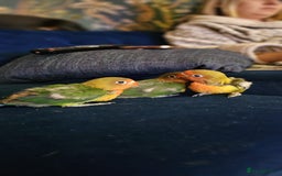 Lovebirds birds for sale: Beautiful hand reared baby love birds 🦜  - Image 2
