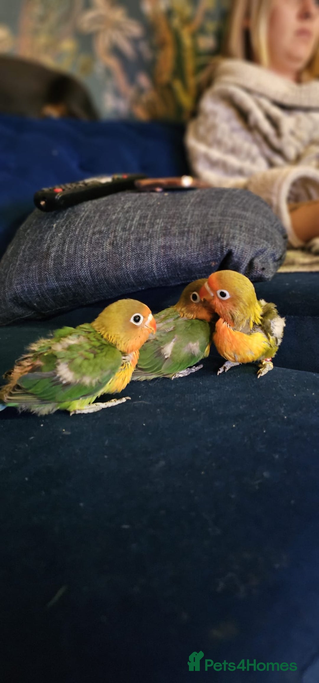 Lovebirds birds for sale: Beautiful hand reared baby love birds 🦜  - Image 2