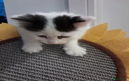 Mixed Breed cats for sale: 4 kittens for sale - Image 2