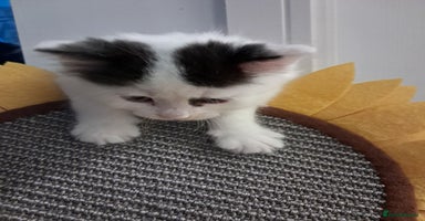 Mixed Breed cats - Advert 3